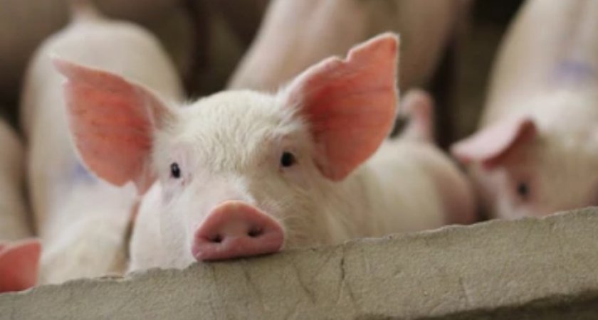 Владимирская область взялась за восстановление свиного поголовья