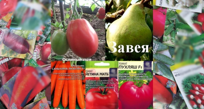 Владимирские госинспекторы забраковали «Ослиные уши малиновые» и ещё 40 сортов семян и саженцев