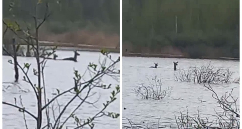 В Петушинском районе засняли двух благородных оленей, преодолевающих разлив 