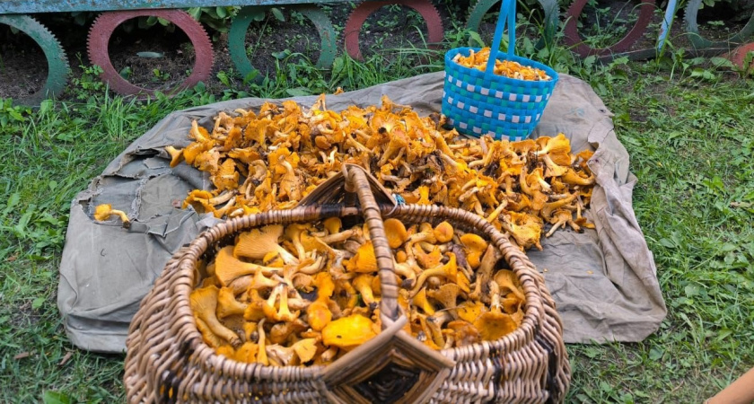 Золотая добыча из леса: кому лисички принесут пользу, а кому — вред? Раскрывает диетолог