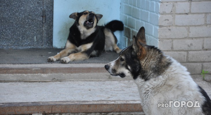 Владимирская мэрия приняла решение чипировать бездомных собак