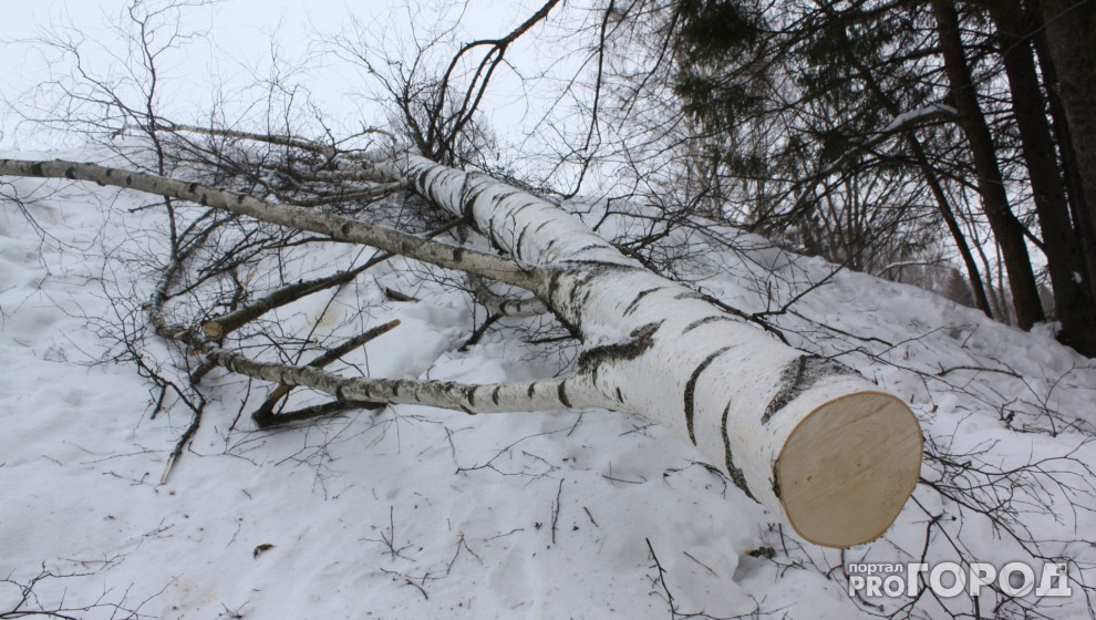 Глава Петушков понесет наказание за то, что на местного жители упало дерево