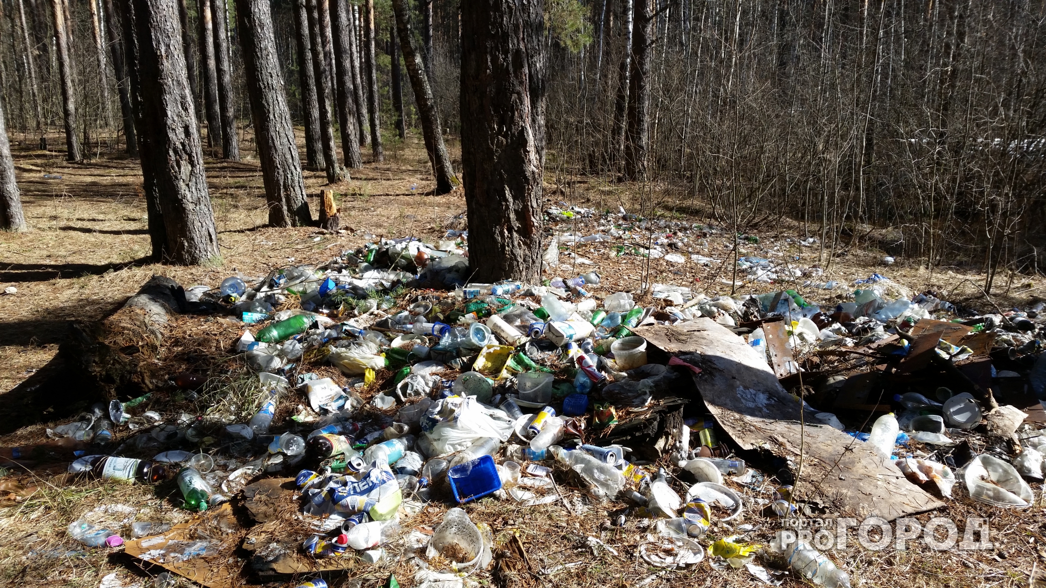 Владимирское лесничество утопает в горах мусора и грязи