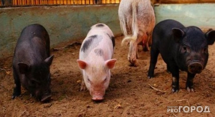 Во Владимирской области вновь зафиксирована вспышка африканской чумы свиней
