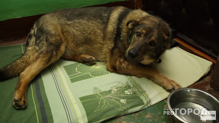 Жителям дома на Безыменского докучает собачий вой