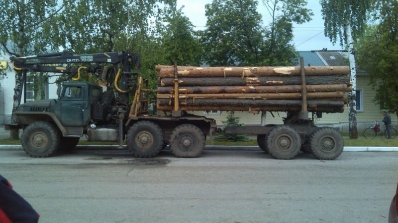 Житель Судогодского района попался на незаконной рубке леса