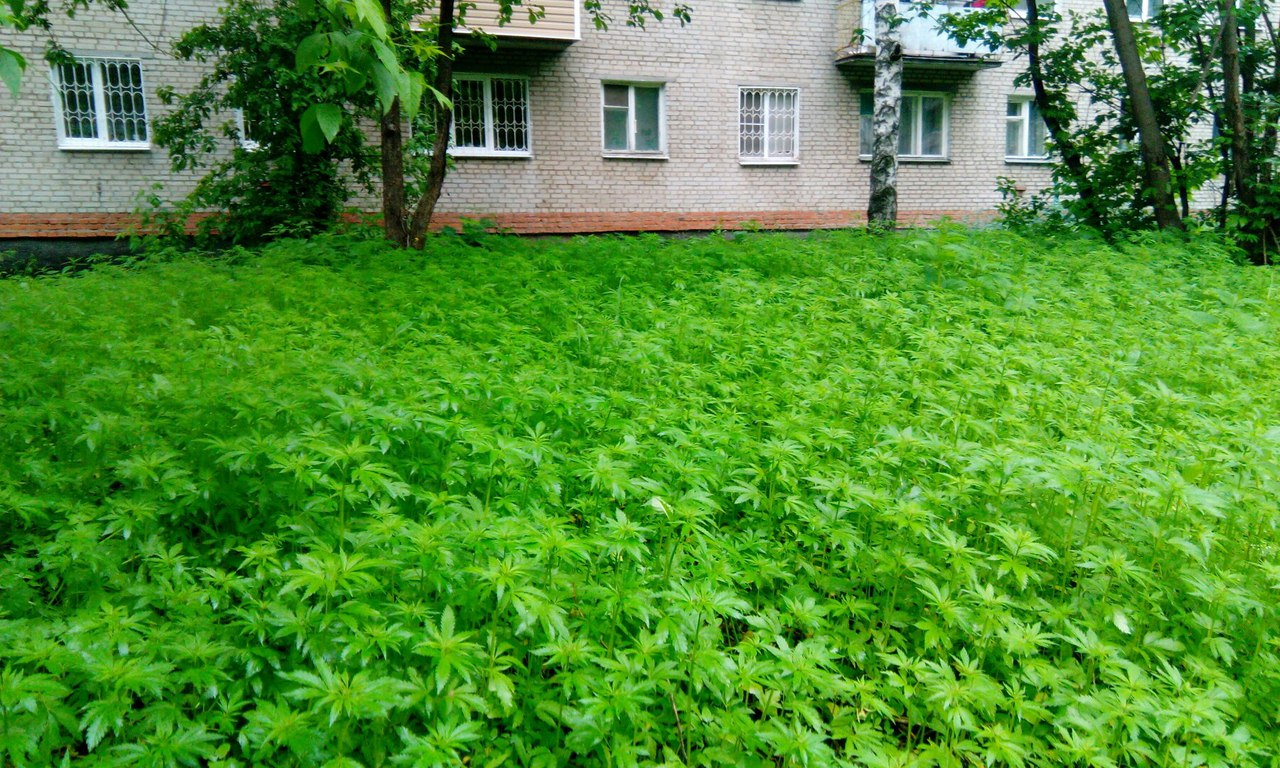В центре Владимира найдена плантация конопли