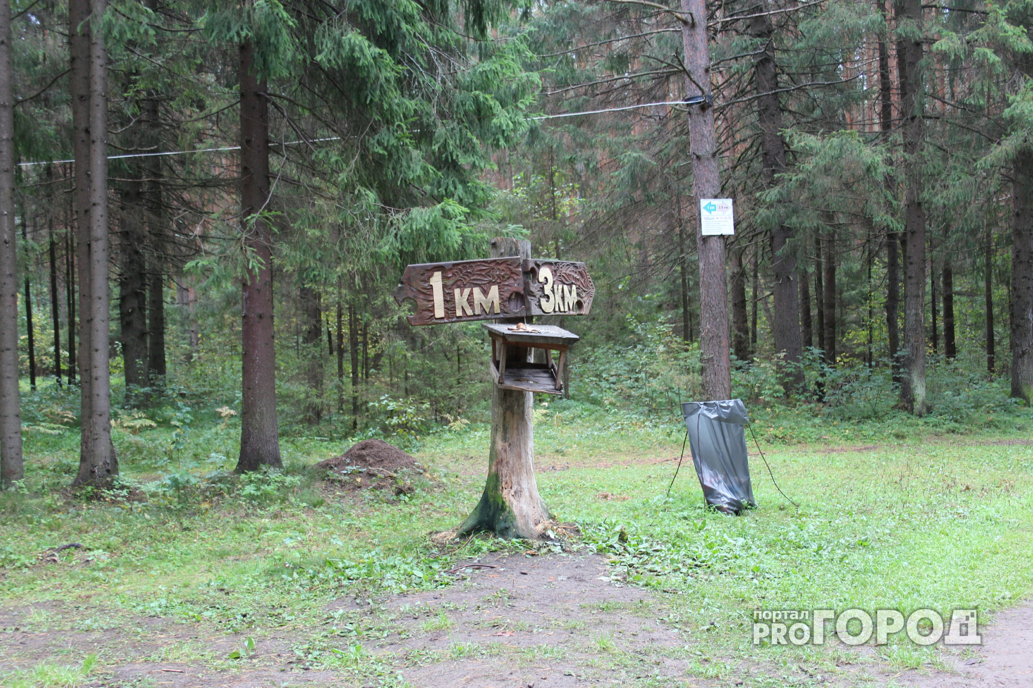 В Ковровском лесу произошло жестокое убийство