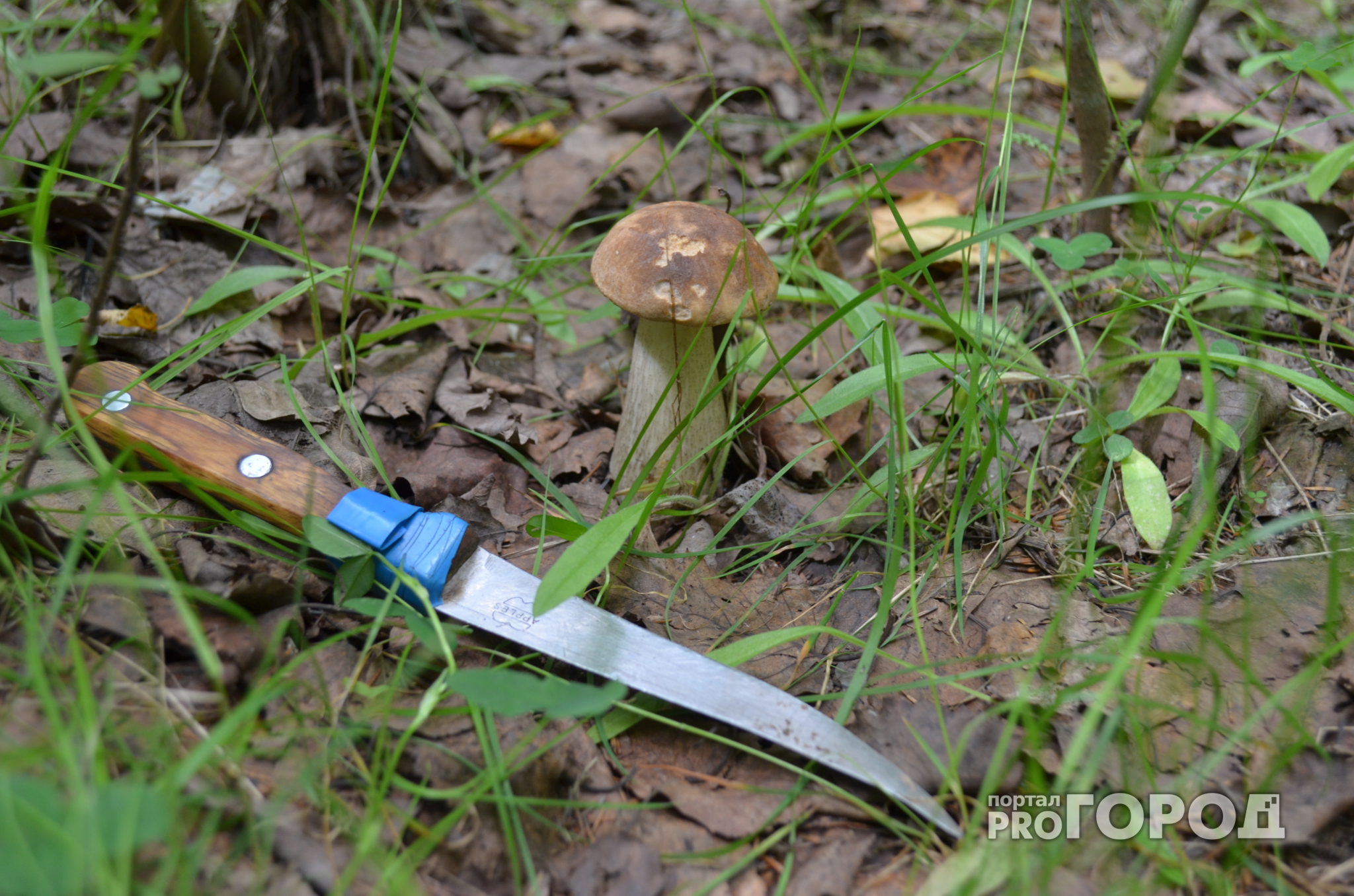 Потерявшегося во Владимирской области грибника нашли мертвым