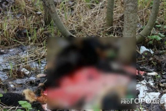 В томском парке нашли отрезанную голову девушки