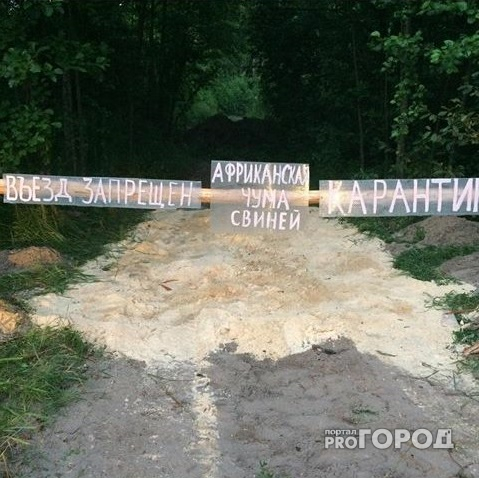 В Собинском районе трупы свиней, больных чумой, выбросили прямо на помойку