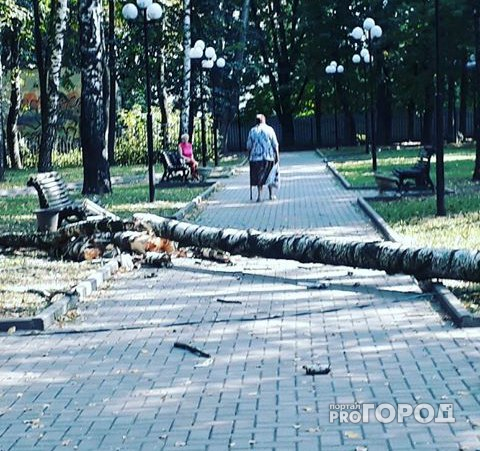 Женщину, гуляющую с коляской по скверу у ДК Молодежи, едва не убило упавшим деревом