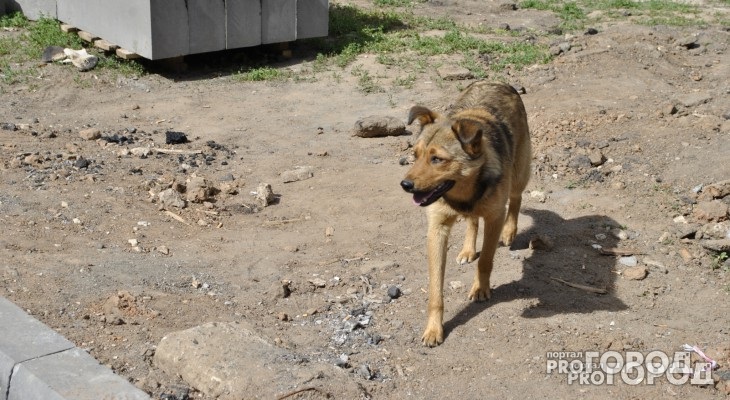 Новости России: Собака принесла в зубах ногу бизнесмена, подозреваемого в убийстве