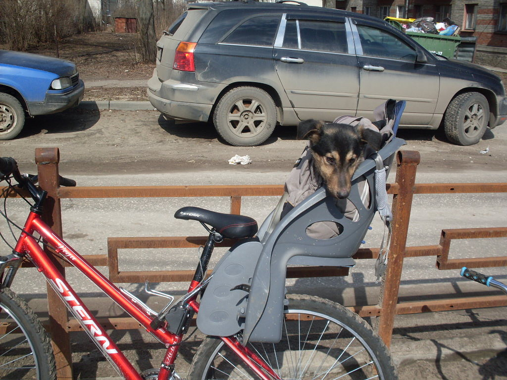 Велосипедная кража года: двухколесный угнали вместе с собакой