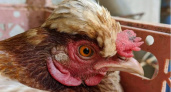 Владимирцев предупредили о вспышке высокопатогенного гриппа птиц в соседнем регионе