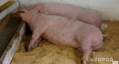 Во Владимирской области обнаружили 7-ой случай подозрения на африканскую чуму свиней
