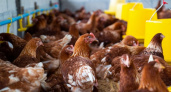 В Коврове обнаружили высокопатогенный птичий грипп