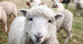 Во Владимирской области обнаружили очаг оспы овец и коз