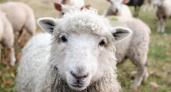Во Владимирской области обнаружили еще один очаг оспы овец и коз