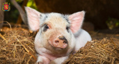 Во Владимирской области было обнаружено 10 очагов африканской чумы свиней