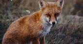Дикие лисы во Владимирской области заражают домашних животных бешенством