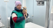 Собаку с травмированной лапой во Владимире бросили в снегу