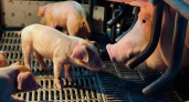 Губернатор Авдеев заявил о возрождении промышленного свиноводства во Владимирской области
