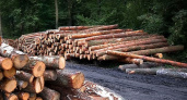 В Судогодском районе неизвестные вырубили лес на 1,1 млн рублей