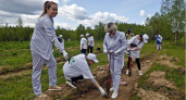 В «Саду памяти» Кольчугинского района высадили 20 тысяч сеянцев ели