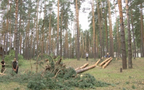 Ураган вырвал 50 деревьев в детском лагере под Муромом