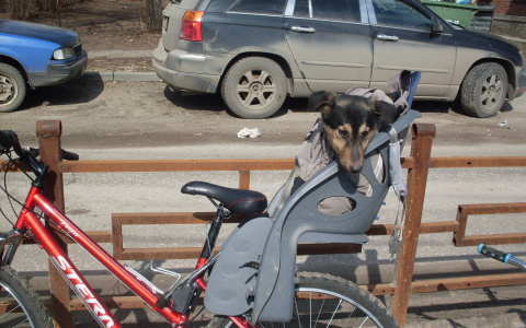 Велосипедная кража года: двухколесный угнали вместе с собакой