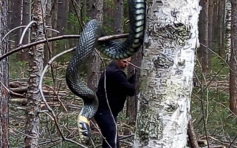 Фото с огромной змеей удивило владимирцев