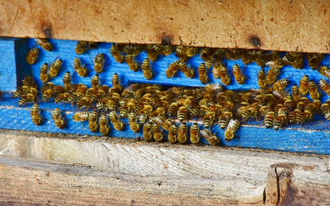 "Винни-Пух" из Вязников организовал хитроумное похищение пчёл