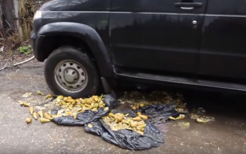 Опубликовано видео уничтожения запрещенных груш под колесами джипа