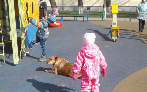 Бродячие собаки живут на детских площадках Владимира
