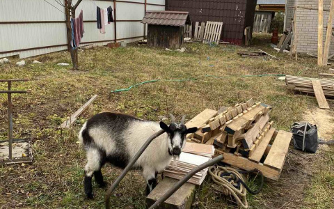 Три козы во Владимире живут в собачьей будке