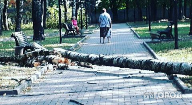 Женщину, гуляющую по скверу у ДК Молодежи, едва не убило упавшим деревом
