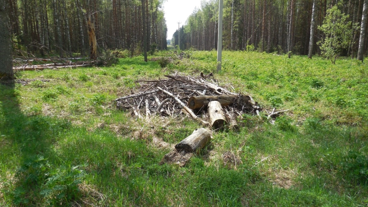 В Меленковском районе устранят нарушения пожарной безопасности в лесах