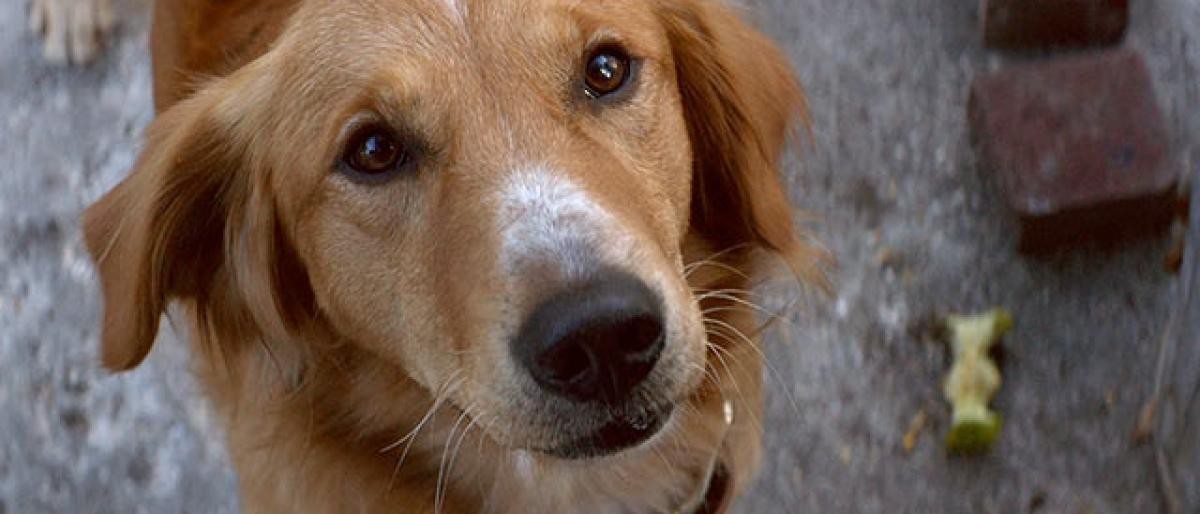 Собачья жизнь