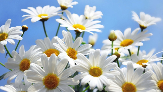 Дарите ромашки любимым