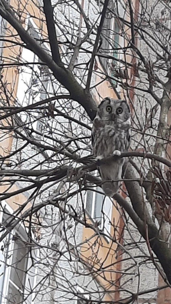 Во Владимире нашли сову, которая живет на Верхней Дуброве