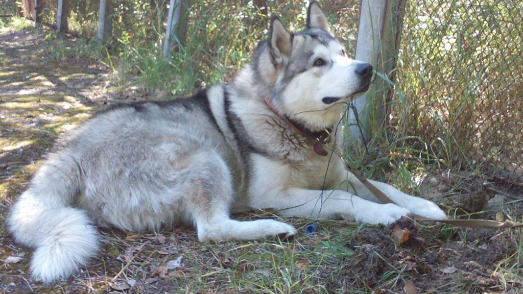 Изображение к жалобе