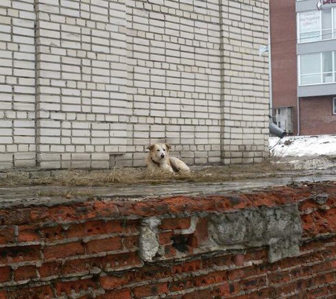 Изображение к жалобе