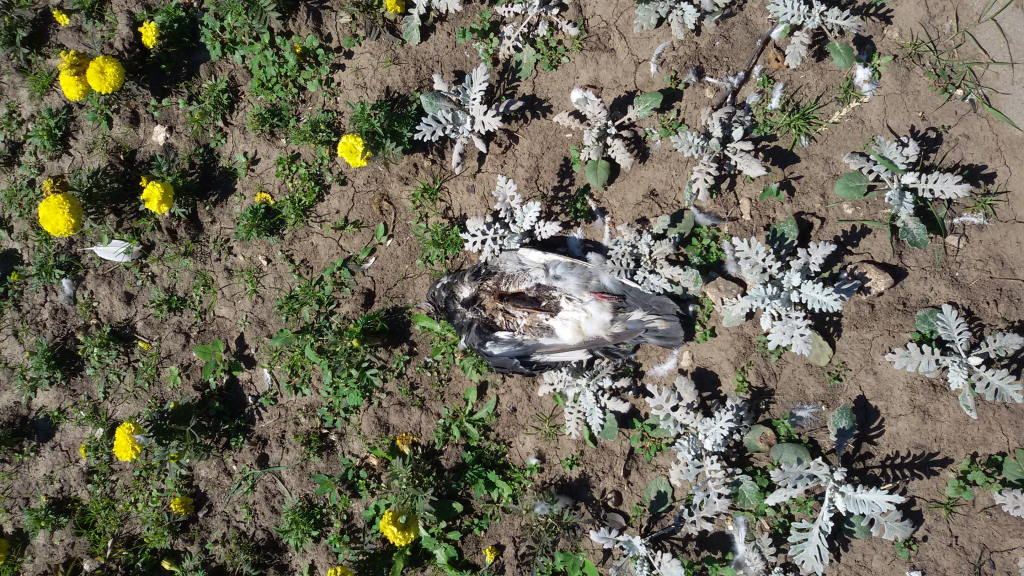 Изображение к жалобе