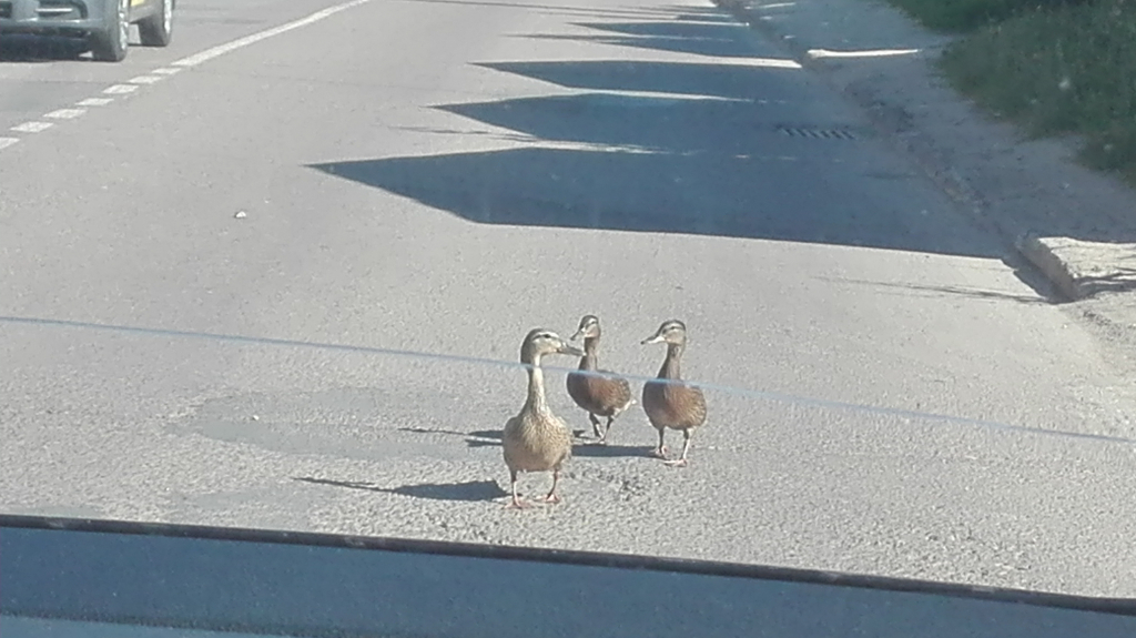 Изображение к жалобе