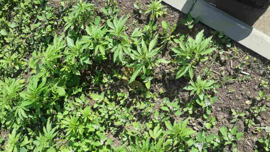 Изображение к жалобе