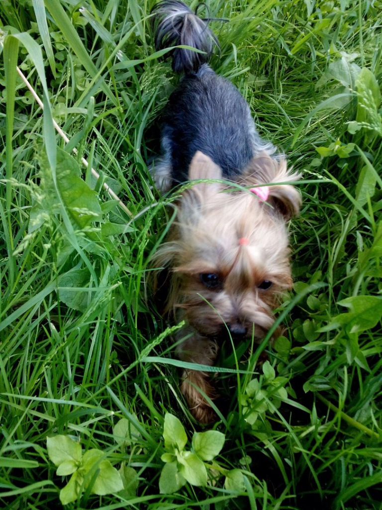 Изображение к жалобе