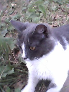 Изображение к жалобе