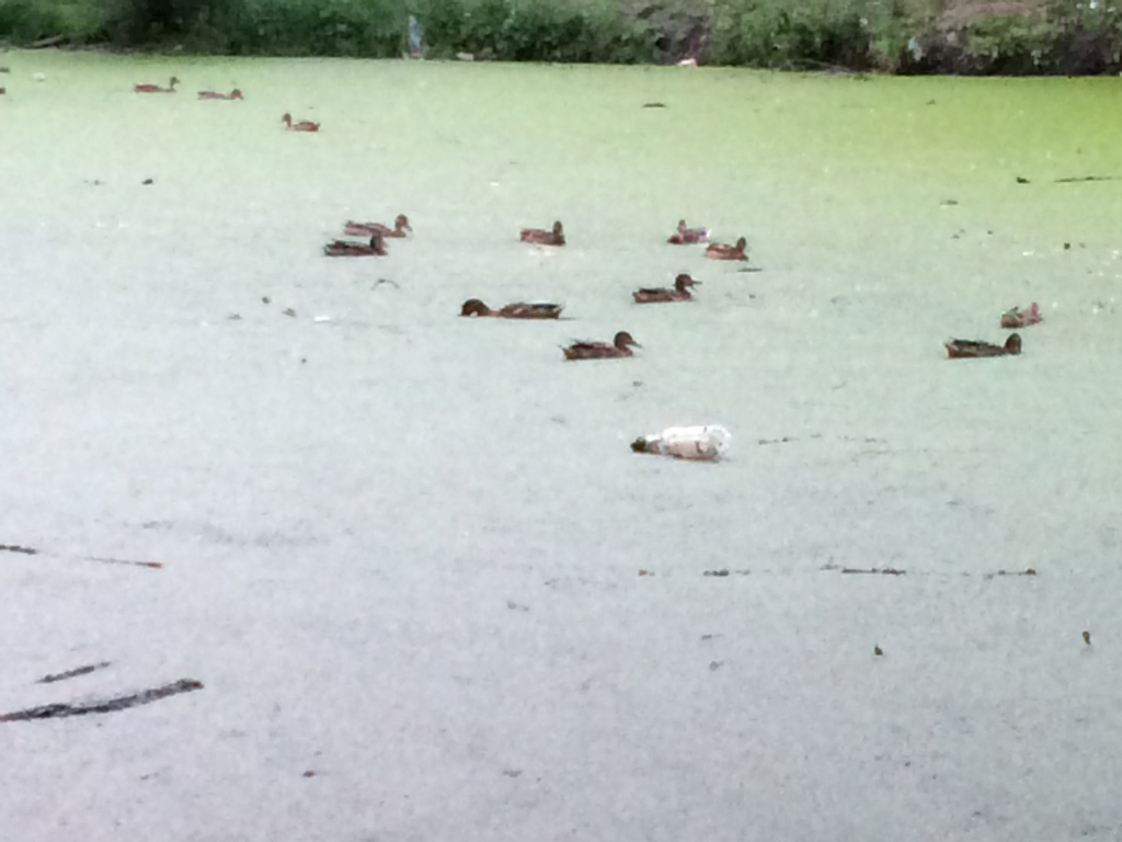 Изображение к жалобе