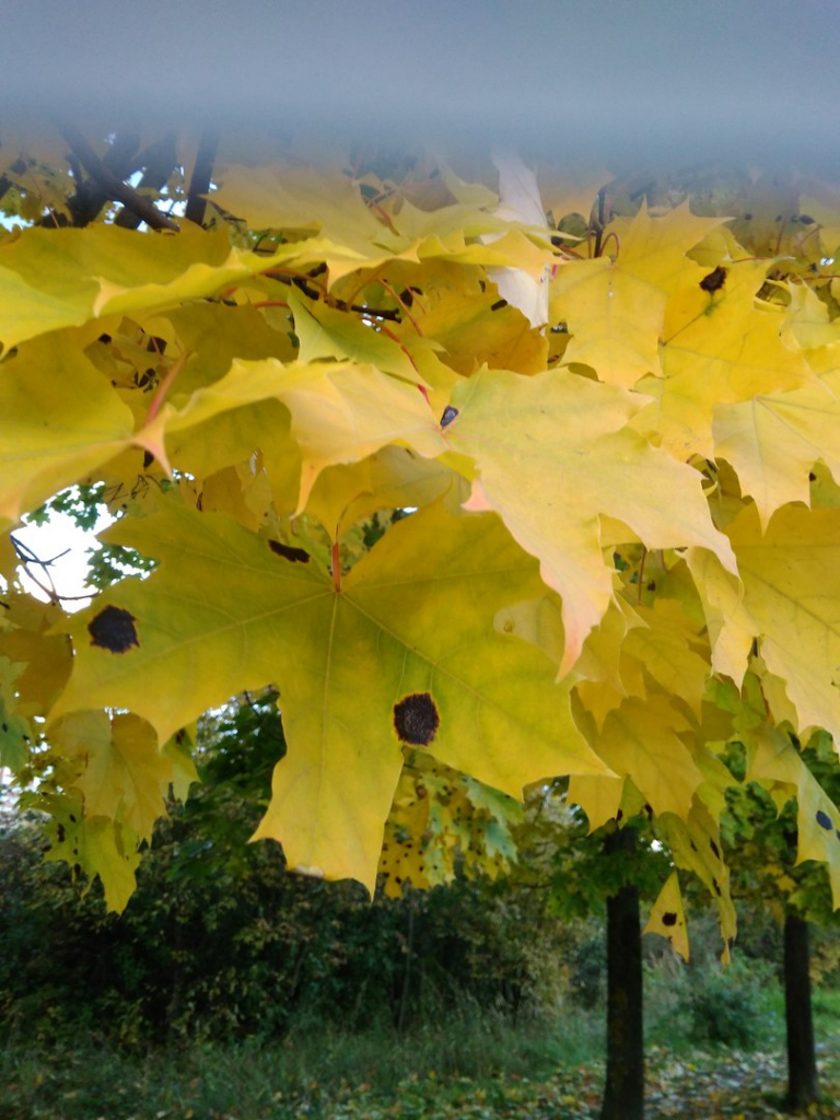 Изображение к жалобе